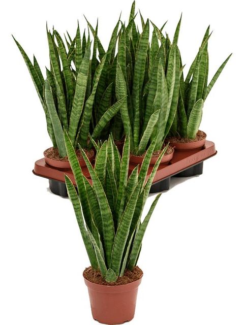 Sansevieria kirkii