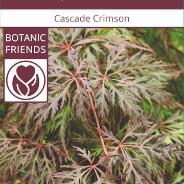 Acer palmatum CASCADE CRIMSON