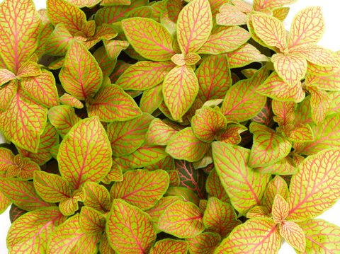 Fittonia MOSAIC SKELETON