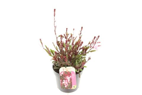 Gaura lindheimeri GAUDI LIGHT PINK