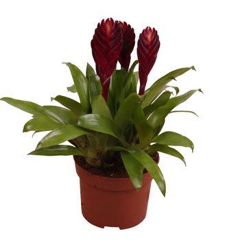 Vriesea CATHY P