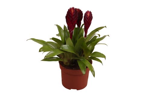 Vriesea CATHY P