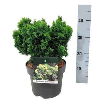 Chamaecyparis obtusa 'Nana Aurea'