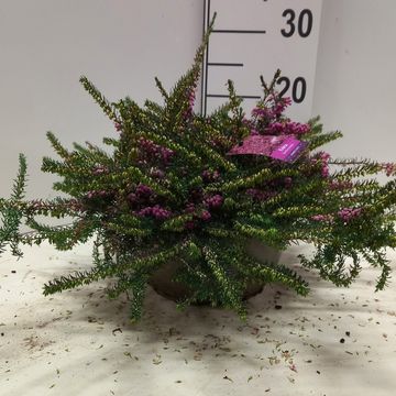 Erica x darleyensis 'Kramer's Rote'