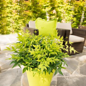 Nandina domestica MAGICAL LEMON & LIME