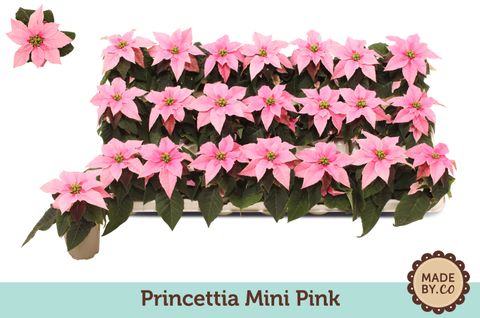 Euphorbia pulcherrima PRINCETTIA HOT PINK