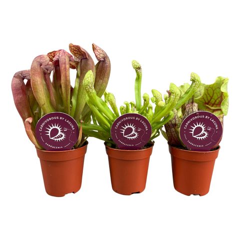 Carnivorous plants MIX