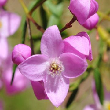Boronia crenulata