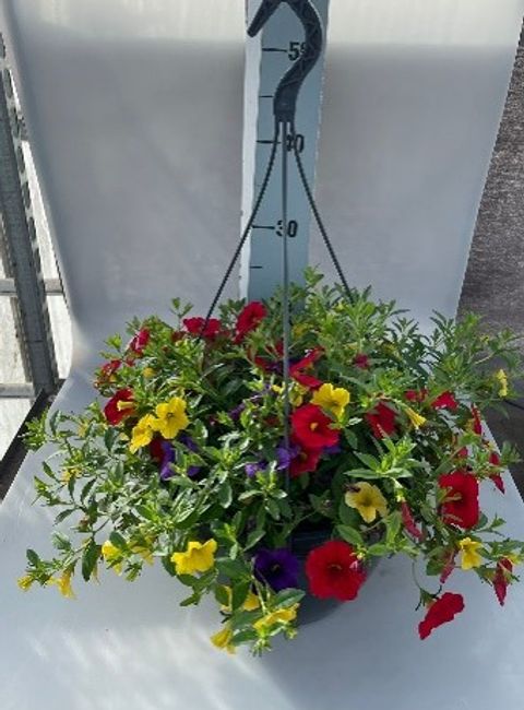 Calibrachoa MIX IN POT
