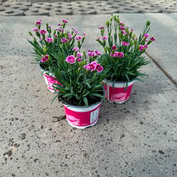 Dianthus PINK KISSES