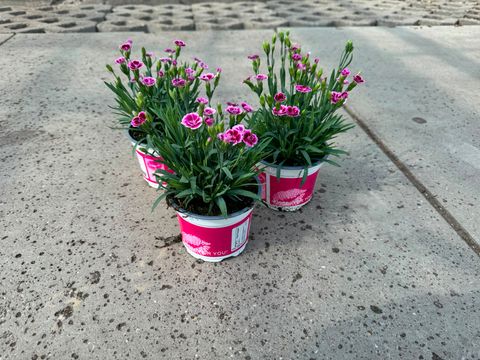 Dianthus PINK KISSES