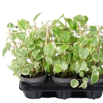 Peperomia scandens 'Variegata'