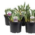 Tulipa MIX