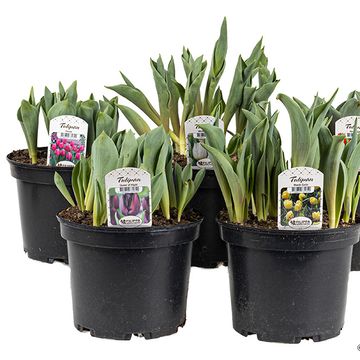 Tulipa MIX