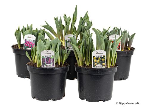 Tulipa MIX