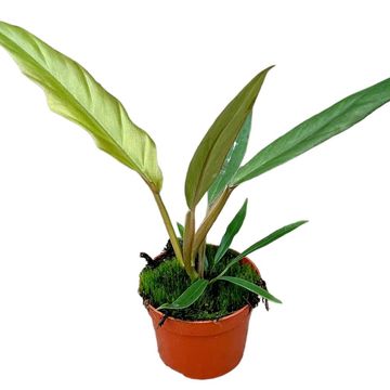 Philodendron 'Caramel Pluto'