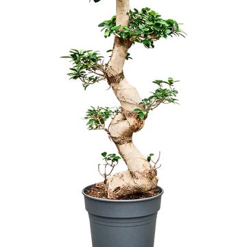 Ficus microcarpa 'Compacta'