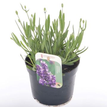 Lavandula angustifolia HAVANNA DARK