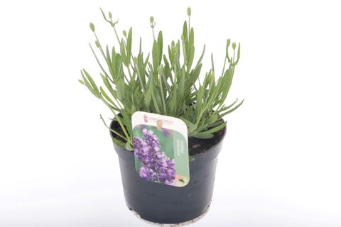 Lavandula angustifolia HAVANNA DARK