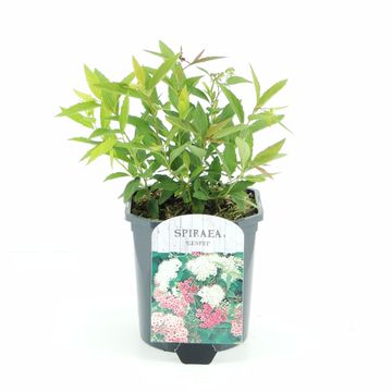 Spiraea japonica 'Genpei'