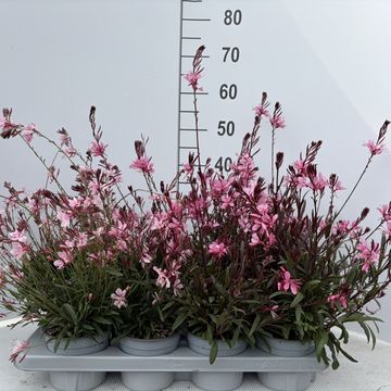 Gaura lindheimeri GAUDI PINK