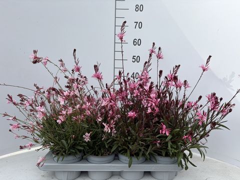 Gaura lindheimeri GAUDI PINK
