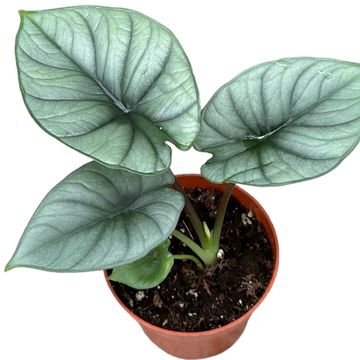 Alocasia 'Platinum'
