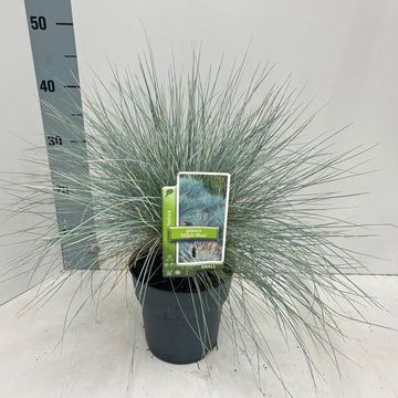 Festuca glauca 'Elijah Blue'