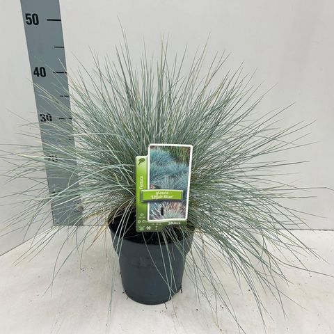 Festuca glauca 'Elijah Blue'