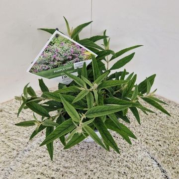 Buddleja PURPLE CHIP