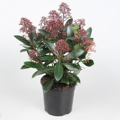 Skimmia japonica 'Rubella'