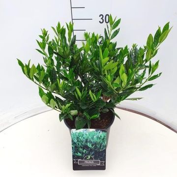 Prunus laurocerasus 'Otto Luyken'