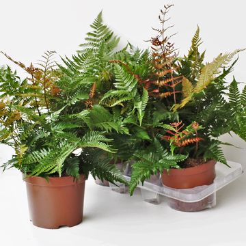 Dryopteris erythrosora