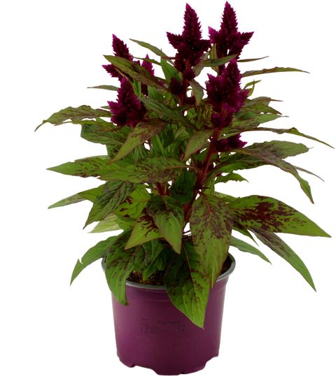 Celosia argentea INTENZ DARK PURPLE