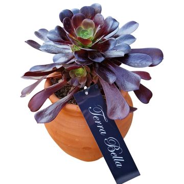 Aeonium arboreum 'Velours'