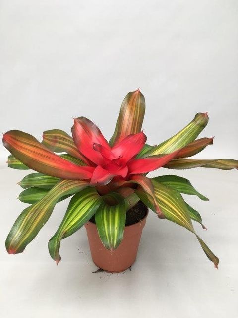Neoregelia 'Freddie'