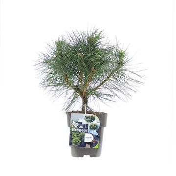 Pinus nigra БРЕПО
