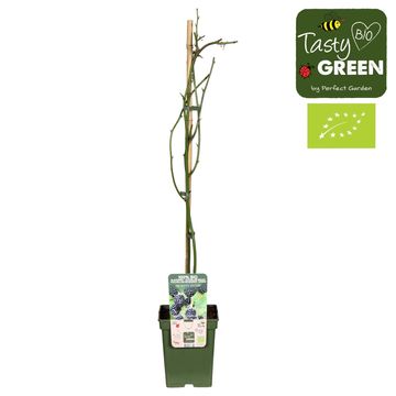 Rubus fruticosus 'Black Satin'