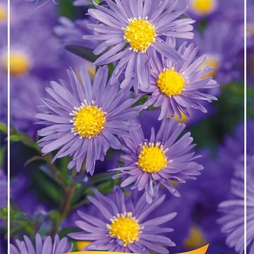 Aster 'Lady in Blue'