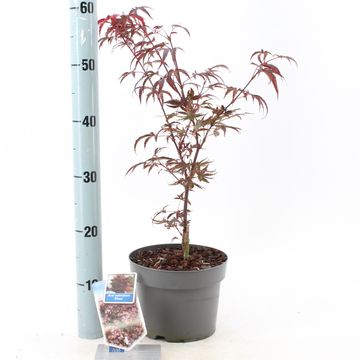 Acer palmatum 'Pixie'