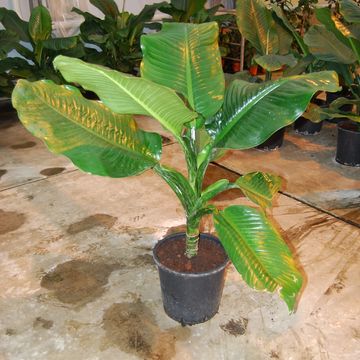 Dieffenbachia 'Big Ben'