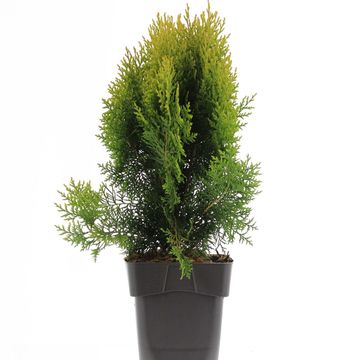 Platycladus orientalis 'Aurea Nana'