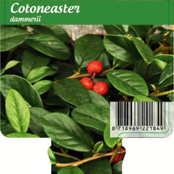Cotoneaster dammeri