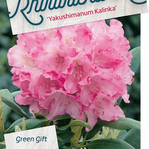 Rhododendron 'Kalinka' (Y)