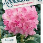 Rhododendron 'Калинка' (Y)