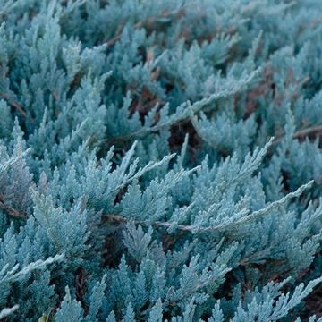 Juniperus horizontalis 'Blue Chip'