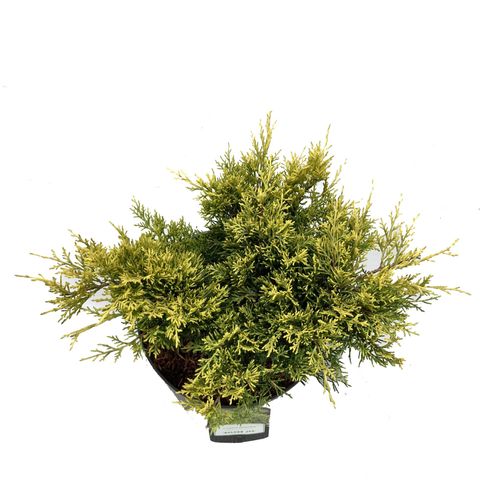 Juniperus x pfitzeriana 'Golden Joy'