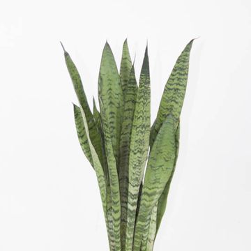 Sansevieria zeylanica