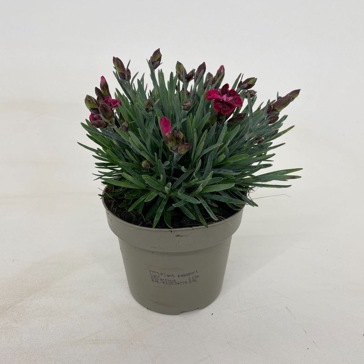 Dianthus DIANTICA VELVET  Pflanzengrohandel FlorAccess