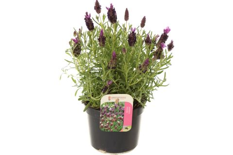Lavandula stoechas JAVELIN PURPLE